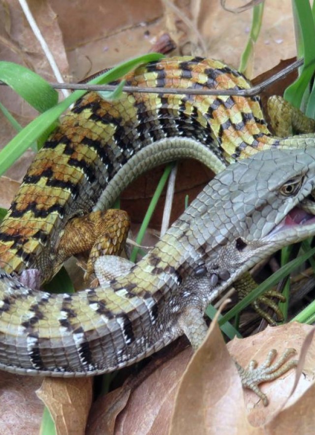 Snake mating sex